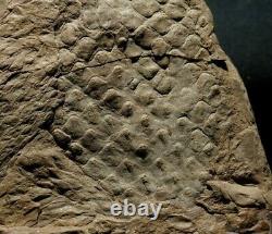 Extremely rare fossil Bulbil attached to Lepidodendron twig! Not a cone! Read