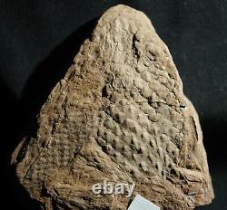 Extremely rare fossil Bulbil attached to Lepidodendron twig! Not a cone! Read