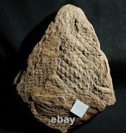 Extremely rare fossil Bulbil attached to Lepidodendron twig! Not a cone! Read