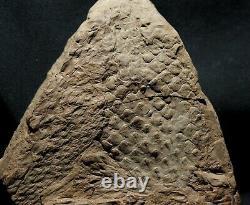 Extremely rare fossil Bulbil attached to Lepidodendron twig! Not a cone! Read