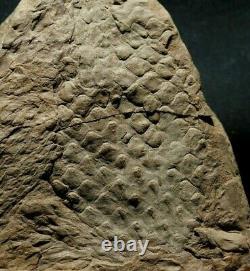 Extremely rare fossil Bulbil attached to Lepidodendron twig! Not a cone! Read