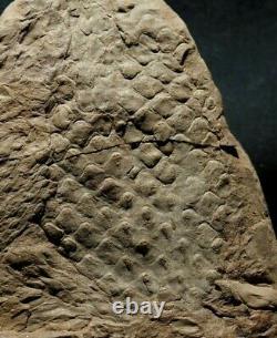 Extremely rare fossil Bulbil attached to Lepidodendron twig! Not a cone! Read