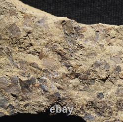 Extremely rare museum Silurian oldest know clubmoss lycopsid land plant fossil