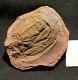 Extremely Rare Museum Quality Big Fossil Phyllocarid In Mazon Creek Like Nodule