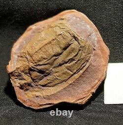 Extremely rare museum quality big fossil Phyllocarid in Mazon Creek like nodule