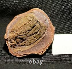 Extremely rare museum quality big fossil Phyllocarid in Mazon Creek like nodule