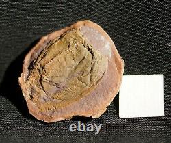 Extremely rare museum quality big fossil Phyllocarid in Mazon Creek like nodule