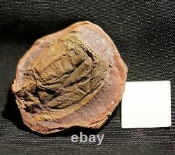 Extremely rare museum quality big fossil Phyllocarid in Mazon Creek like nodule