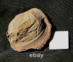 Extremely rare museum quality big fossil Phyllocarid in Mazon Creek like nodule