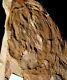 Extremely Rare Museum Quality Really Huge Young Plant Fossil Fern Spiropteris