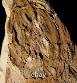 Extremely rare museum quality really huge young plant fossil fern Spiropteris