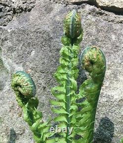 Extremely rare museum quality really huge young plant fossil fern Spiropteris