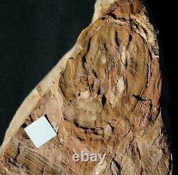 Extremely rare museum quality really huge young plant fossil fern Spiropteris