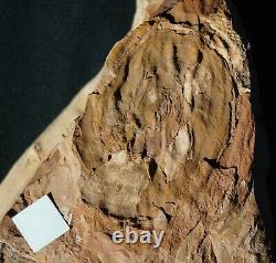 Extremely rare museum quality really huge young plant fossil fern Spiropteris