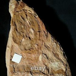 Extremely rare museum quality really huge young plant fossil fern Spiropteris