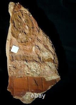 Extremely rare museum quality really huge young plant fossil fern Spiropteris