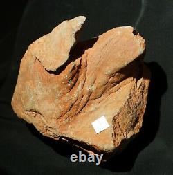 Extremely rare totally 3D preserved Pinacodendron pre dinosaur fossil lycopod