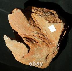 Extremely rare totally 3D preserved Pinacodendron pre dinosaur fossil lycopod