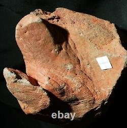 Extremely rare totally 3D preserved Pinacodendron pre dinosaur fossil lycopod