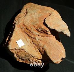 Extremely rare totally 3D preserved Pinacodendron pre dinosaur fossil lycopod