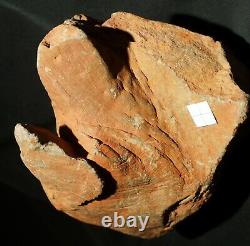 Extremely rare totally 3D preserved Pinacodendron pre dinosaur fossil lycopod