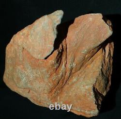 Extremely rare totally 3D preserved Pinacodendron pre dinosaur fossil lycopod