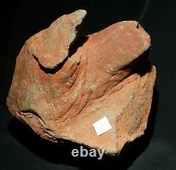 Extremely rare totally 3D preserved Pinacodendron pre dinosaur fossil lycopod