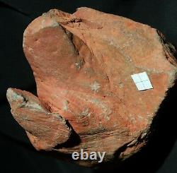 Extremely rare totally 3D preserved Pinacodendron pre dinosaur fossil lycopod