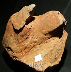 Extremely rare totally 3D preserved Pinacodendron pre dinosaur fossil lycopod