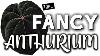 Fancy Anthurium Top Rarest U0026 Most Expensive Anthurium Types