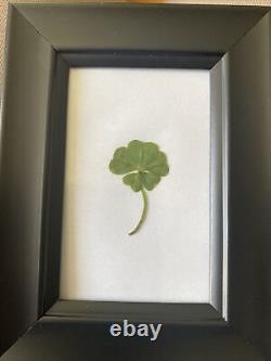 Found, FIVE LEAF CLOVER, Extremely Rare