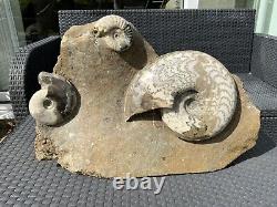 Huge Multi Block Polished Scunthorpe Ammonites Rare Marine Fossil Extremely Rare