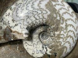 Huge Multi Block Polished Scunthorpe Ammonites Rare Marine Fossil Extremely Rare