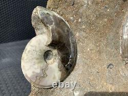 Huge Multi Block Polished Scunthorpe Ammonites Rare Marine Fossil Extremely Rare