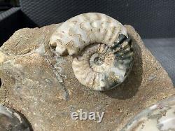 Huge Multi Block Polished Scunthorpe Ammonites Rare Marine Fossil Extremely Rare