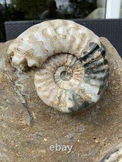 Huge Multi Block Polished Scunthorpe Ammonites Rare Marine Fossil Extremely Rare