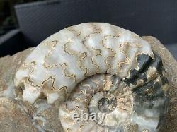 Huge Multi Block Polished Scunthorpe Ammonites Rare Marine Fossil Extremely Rare