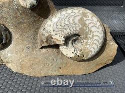 Huge Multi Block Polished Scunthorpe Ammonites Rare Marine Fossil Extremely Rare