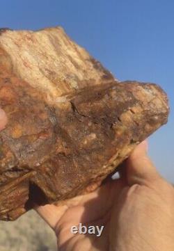 Huge Petrified Opal Agate Wood 6lbs+ Massive Extremely Rare Druzy Covered