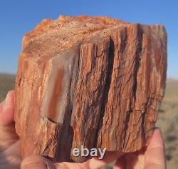 Huge! Wow! Petrified Opal Agate Wood 5lbs+ Massive Extremely Rare Druzy Covered