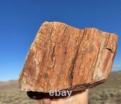 Huge! Wow! Petrified Opal Agate Wood 5lbs+ Massive Extremely Rare Druzy Covered