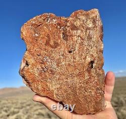 Huge! Wow! Petrified Opal Agate Wood 5lbs+ Massive Extremely Rare Druzy Covered