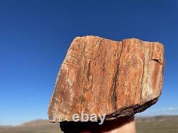 Huge! Wow! Petrified Opal Agate Wood 5lbs+ Massive Extremely Rare Druzy Covered