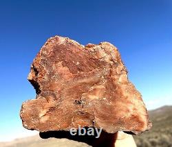 Huge! Wow! Petrified Opal Agate Wood 5lbs+ Massive Extremely Rare Druzy Covered