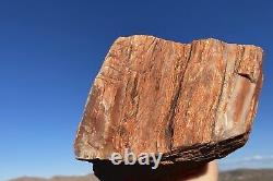 Huge! Wow! Petrified Opal Agate Wood 5lbs+ Massive Extremely Rare Druzy Covered