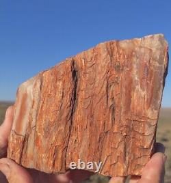 Huge! Wow! Petrified Opal Agate Wood 5lbs+ Massive Extremely Rare Druzy Covered