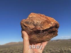 Huge! Wow! Petrified Opal Agate Wood 5lbs+ Massive Extremely Rare Druzy Covered