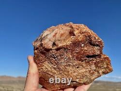 Huge! Wow! Petrified Opal Agate Wood 5lbs+ Massive Extremely Rare Druzy Covered