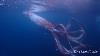 Japan Divers Capture Rare Footage Of Live Giant Squid Afp