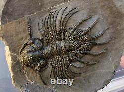 MUSEUM. Acanthopyge aff. Haueri extremely rare Fossil Trilobite. Mrakib. Morocco